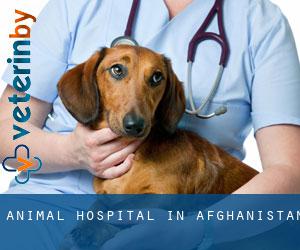 Animal Hospital in Afghanistan