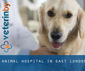 Animal Hospital in East London