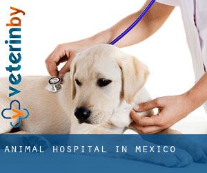 Animal Hospital in Mexico