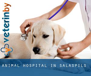 Animal Hospital in Salaspils