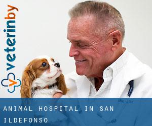 Animal Hospital in San Ildefonso