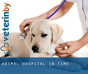 Animal Hospital in Time