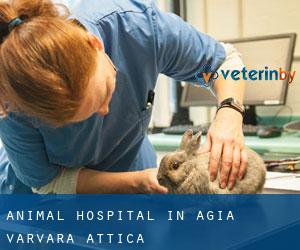 Animal Hospital in Agía Varvára (Attica)
