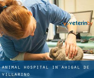 Animal Hospital in Ahigal de Villarino