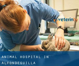 Animal Hospital in Alfondeguilla