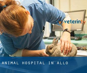 Animal Hospital in Allo