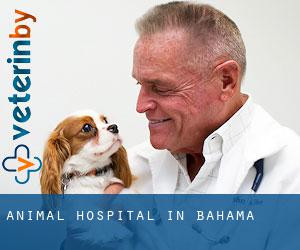 Animal Hospital in Bahama