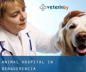 Animal Hospital in Benquerencia