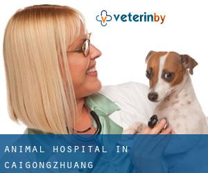 Animal Hospital in Caigongzhuang