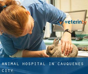 Animal Hospital in Cauquenes (City)