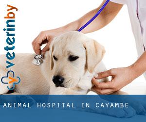 Animal Hospital in Cayambe