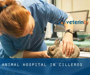 Animal Hospital in Cilleros