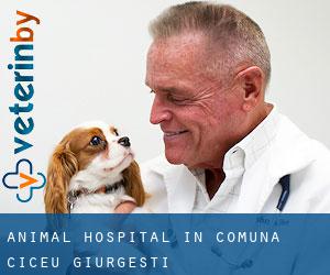 Animal Hospital in Comuna Ciceu-Giurgeşti