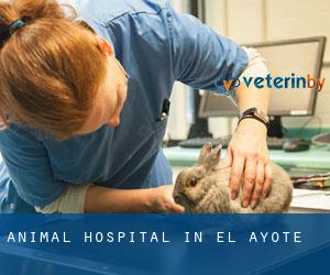 Animal Hospital in El Ayote