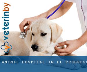 Animal Hospital in El Progreso