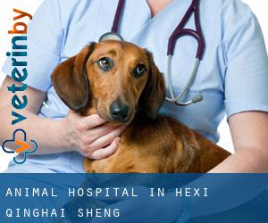 Animal Hospital in Hexi (Qinghai Sheng)
