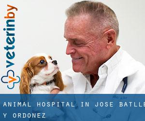 Animal Hospital in José Batlle y Ordóñez