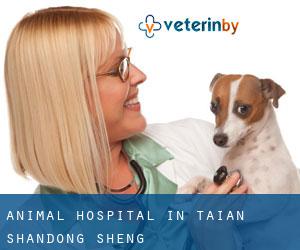 Animal Hospital in Tai'an (Shandong Sheng)