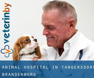 Animal Hospital in Tangersdorf (Brandenburg)
