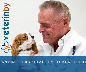Animal Hospital in Thaba-Tseka