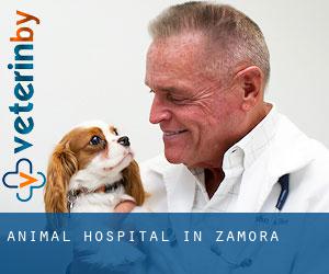 Animal Hospital in Zamora