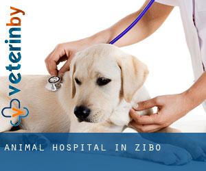 Animal Hospital in Zibo Animal Hospital in Zibo