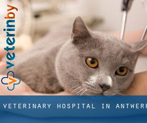 Veterinary Hospital in Antwerp