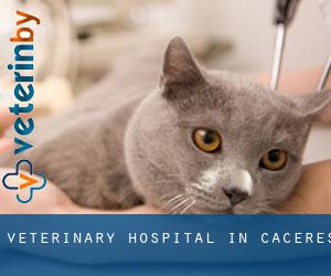 Veterinary Hospital in Caceres