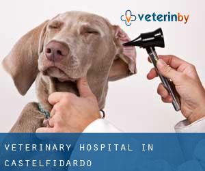 Veterinary Hospital in Castelfidardo