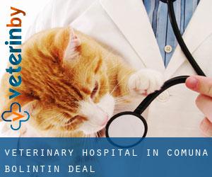 Veterinary Hospital in Comuna Bolintin Deal
