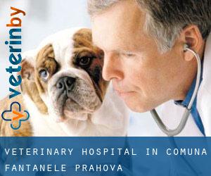 Veterinary Hospital in Comuna Fântânele (Prahova)