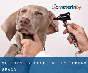 Veterinary Hospital in Comuna Geaca
