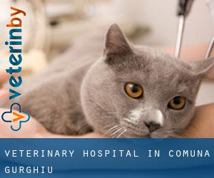 Veterinary Hospital in Comuna Gurghiu