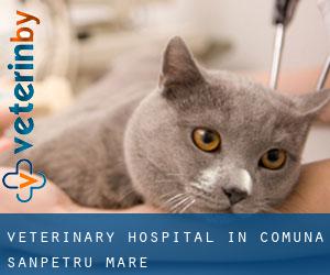 Veterinary Hospital in Comuna Sânpetru Mare