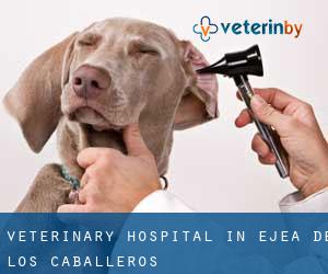 Veterinary Hospital in Ejea de los Caballeros