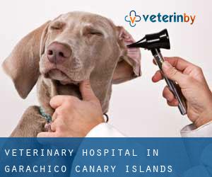 Veterinary Hospital in Garachico (Canary Islands)