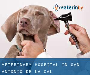 Veterinary Hospital in San Antonio de la Cal