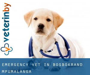Emergency Vet in Bosbokrand (Mpumalanga)