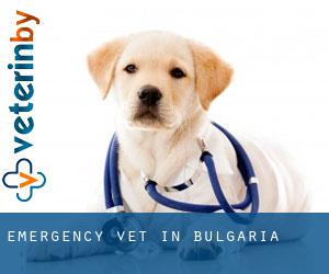 Emergency Vet in Bulgaria