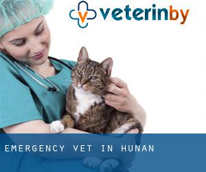 Emergency Vet in Hunan