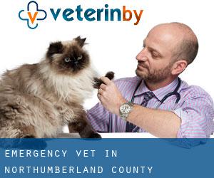 Emergency Vet in Northumberland County