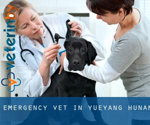 Emergency Vet in Yueyang (Hunan)